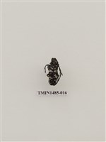 藏品(天牛科(四)泰國)的圖片